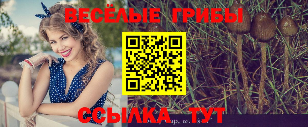 Боровичи  Псилоцибиновые грибы Psilocybe  Галлюциногенные грибы Magic Shrooms  Вход с VPN 